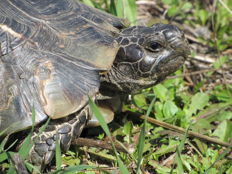 turtle, animal, animal themes, animal wildlife, reptile, animals in the wild HD wallpaper