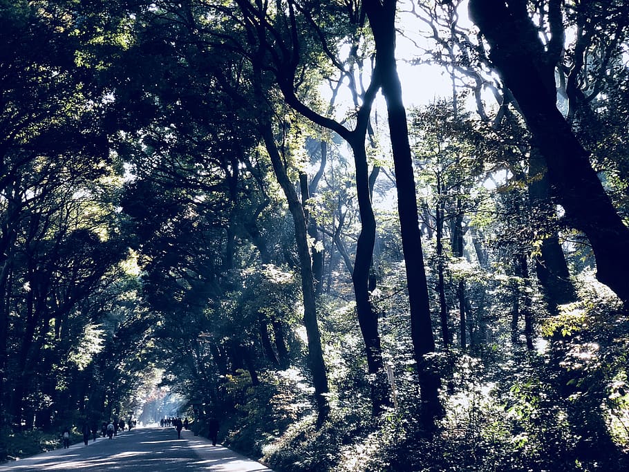 japan, shibuya-ku, yoyogi park, forest, trees, plant, tranquility, HD wallpaper