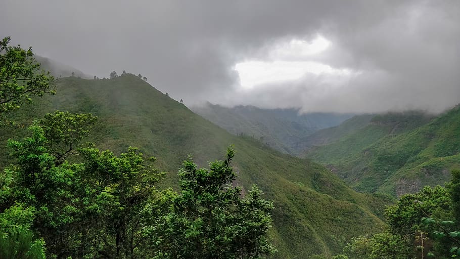 madeira, portugal, mountains, clouds, forest, plant, environment HD wallpaper