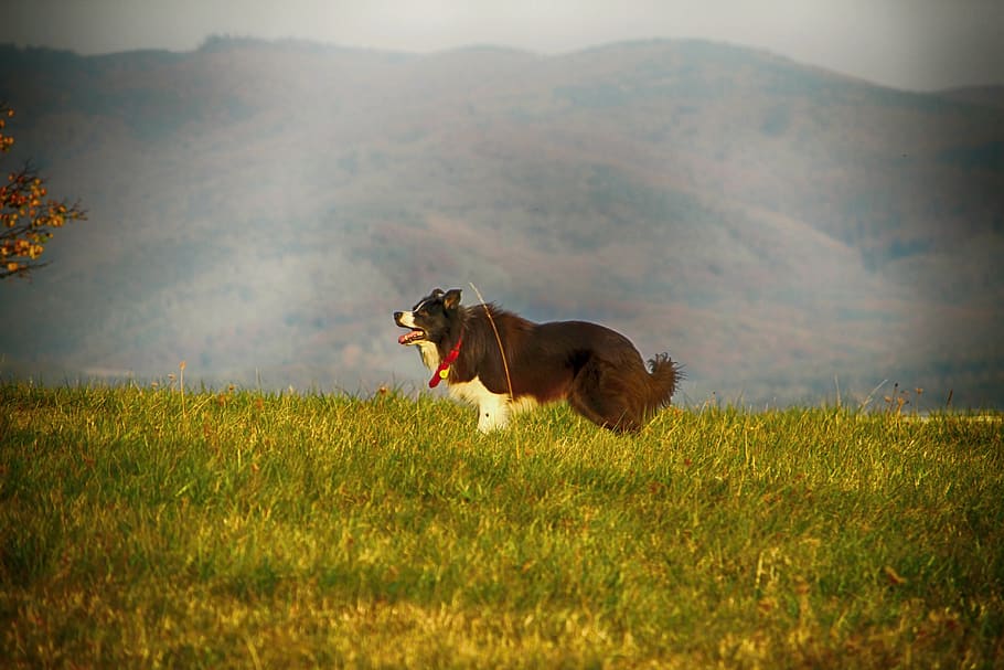dog, grass, animal, one animal, mammal, animal themes, domestic animals HD wallpaper