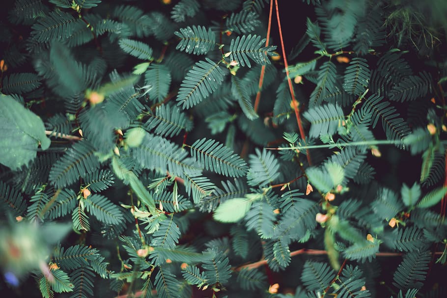 green-leafed plant, flora, fern, tree, conifer, flower, mimosa HD wallpaper