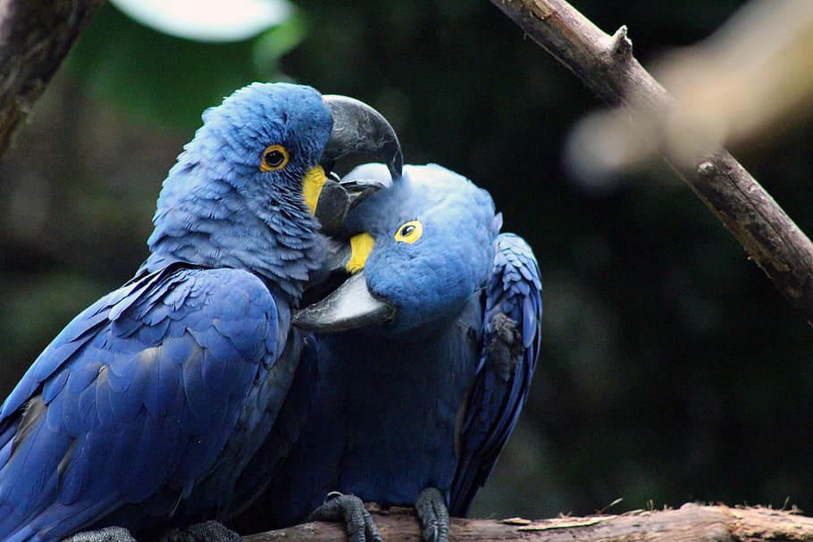 bird, blue, nature, parrot, wildlife, plumage, feather, animal themes HD wallpaper