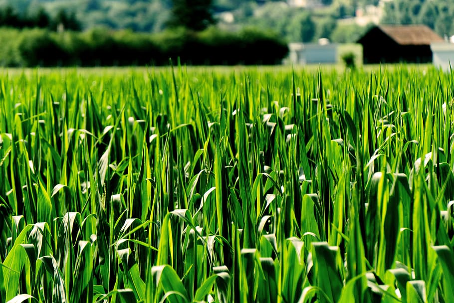 green grass field, plant, flora, innsbruck, austria, hans-flöckinger-promenade HD wallpaper