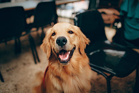 Short-coated Tan Dog, adorable, animal, animal lover, animal photography HD wallpaper