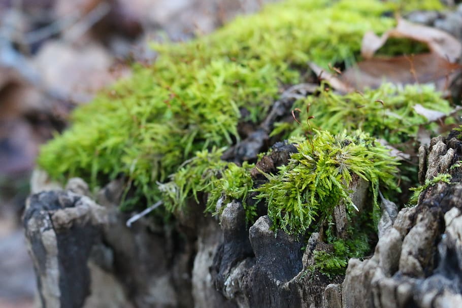 log, moss, nature, tree, winter outside, landscape, rock, plant HD wallpaper