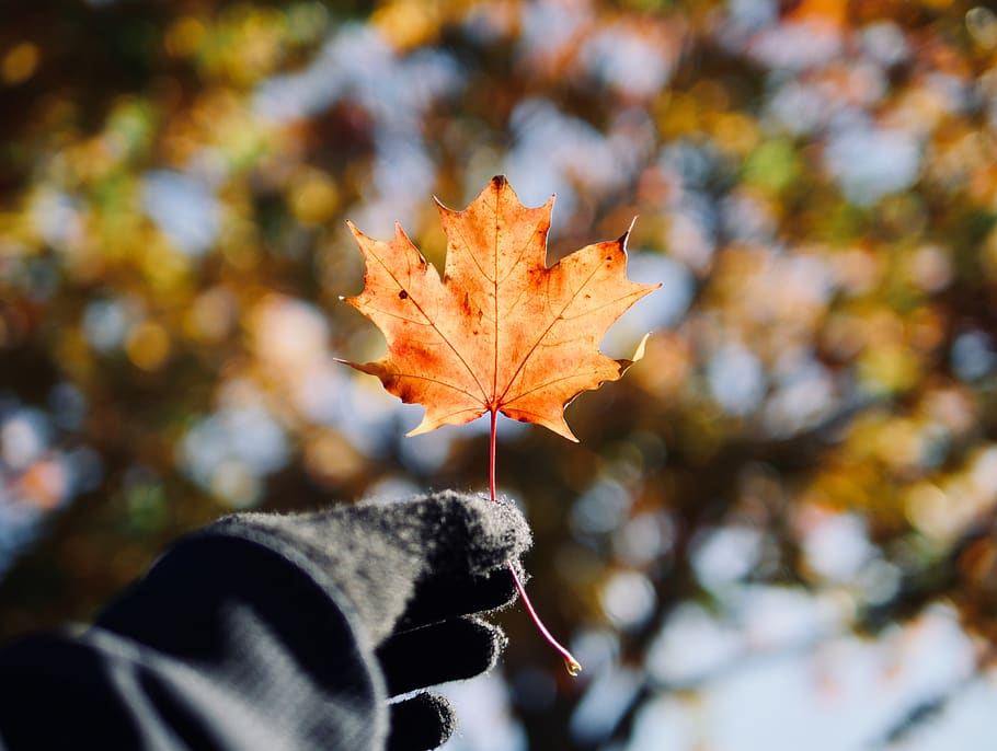 person holding brown maple leaf, plant, flora, finland, helsinki HD wallpaper