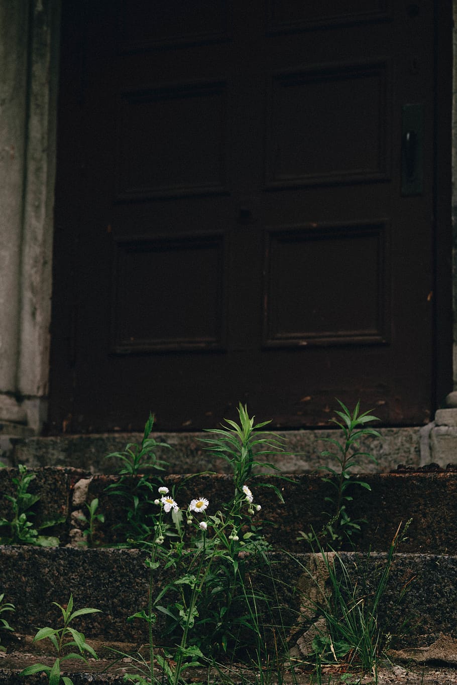 canada, québec city, plant, architecture, built structure HD wallpaper