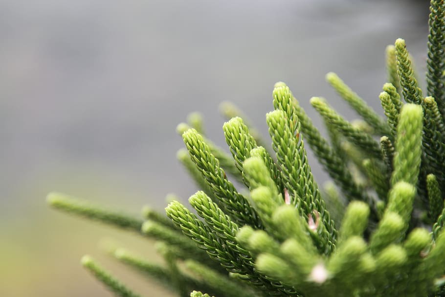 leaves, nature, green, green color, plant, growth, selective focus HD wallpaper