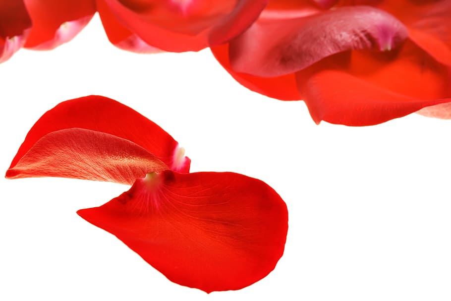 flower, fresh, gift, isolated, petals, photo, red, romance HD wallpaper