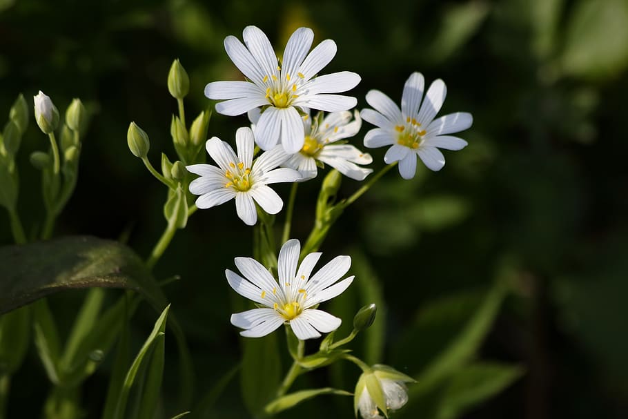 flowers, forest, primula, flowering plant, freshness, vulnerability HD wallpaper