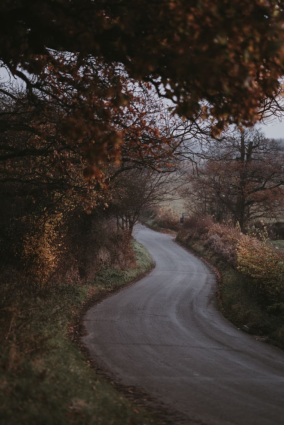 empty roadway between trees at daytime, asphalt, tarmac, nature HD wallpaper