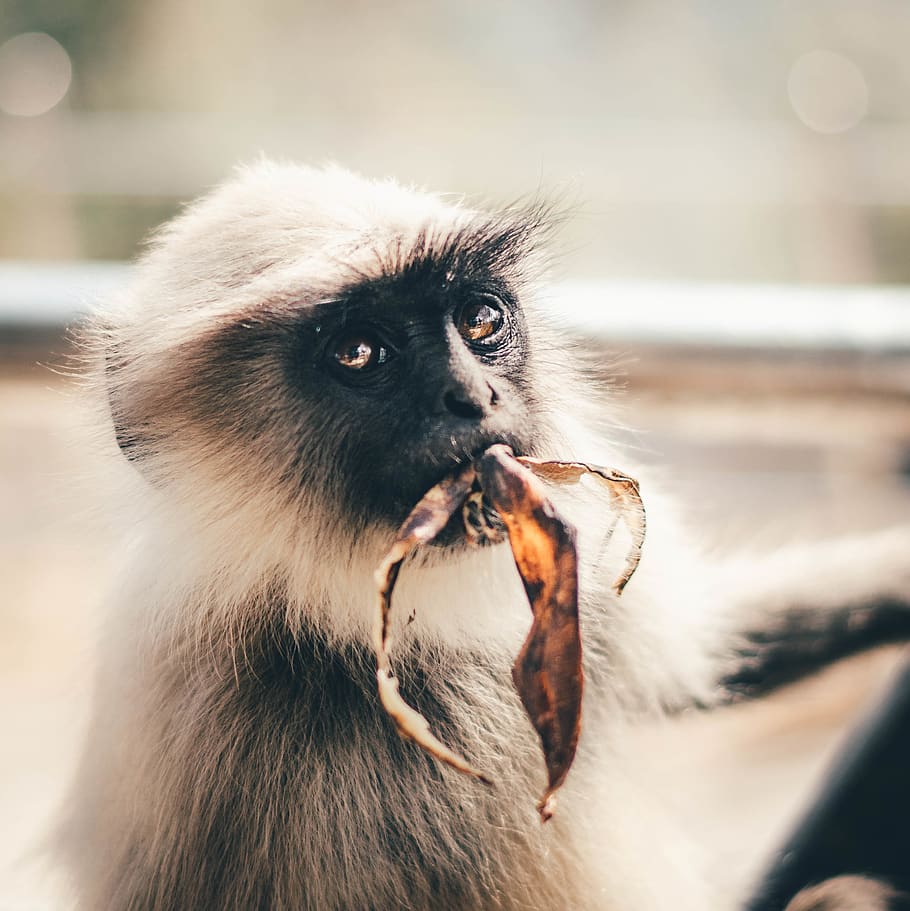 mammal, monkey, animal, baboon, wildlife, dog, pet, canine HD wallpaper