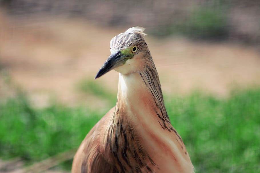 Selective Focus Photography of Brown Bird, animal, beak, one animal HD wallpaper