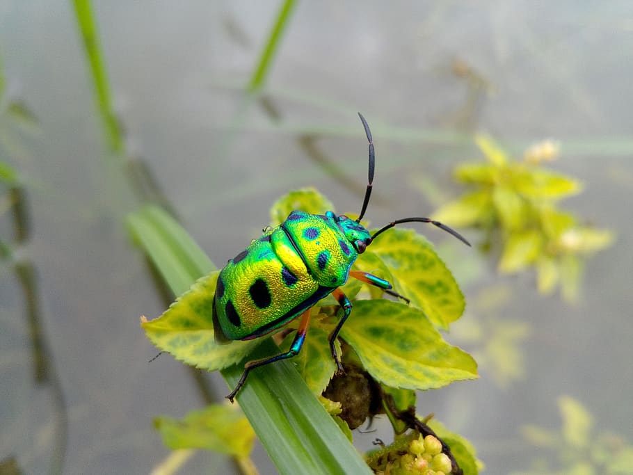 nature, beetle, bug, insects, wonderful, animal wildlife, animal themes HD wallpaper