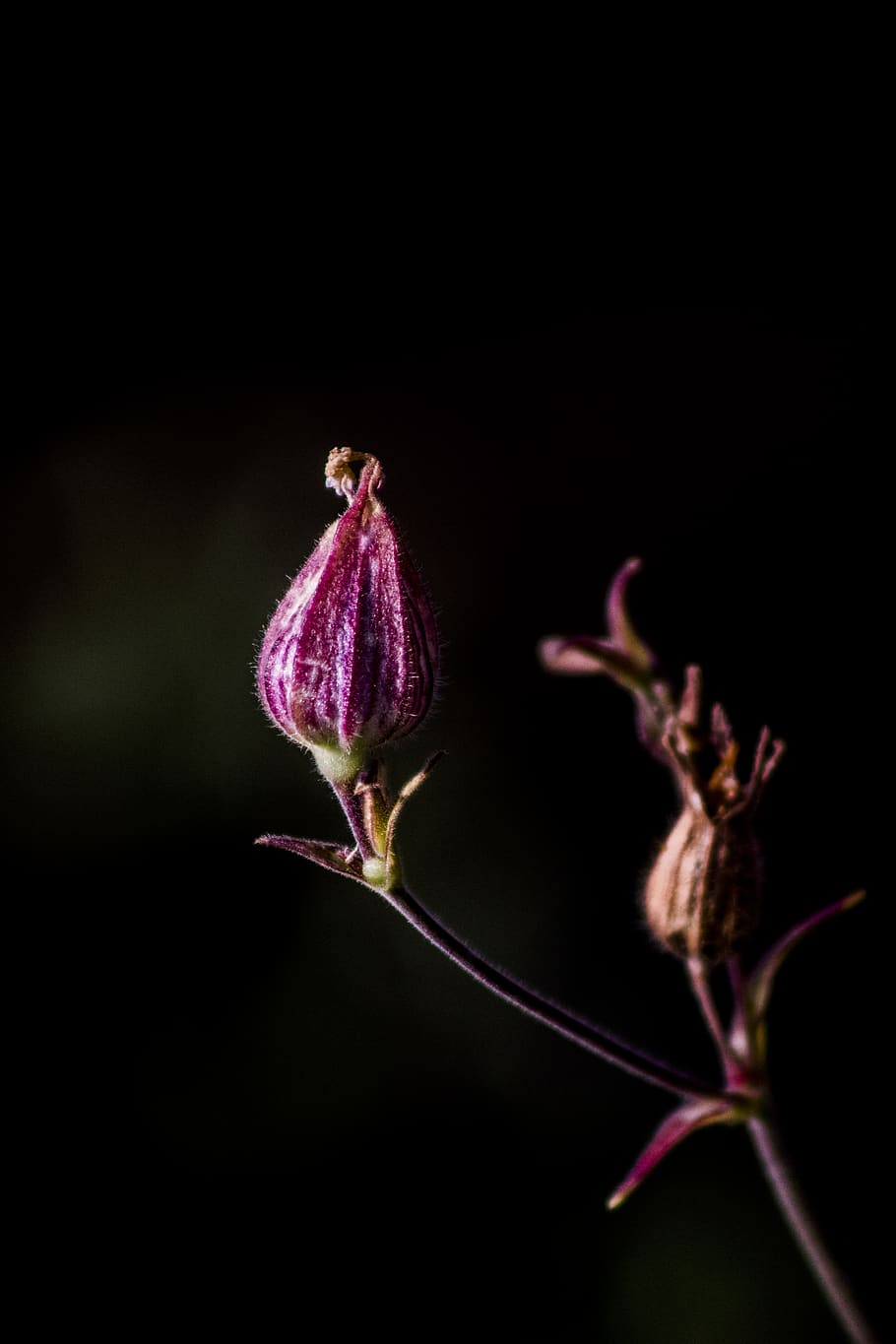pink flower buds, sprout, plant, blossom, geranium, summer, animal HD wallpaper