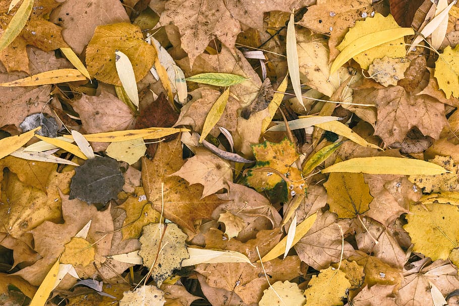 germany, berlin, autumn, fall, texture, pattern, leaf, orange HD wallpaper
