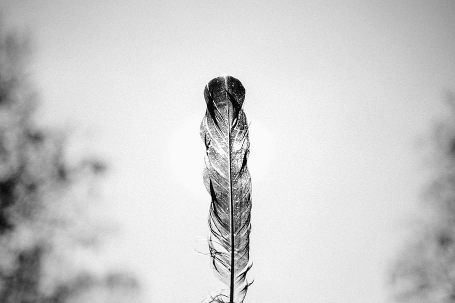 grayscale photo of feather, black and white, close up, wild, abstract, HD wallpaper