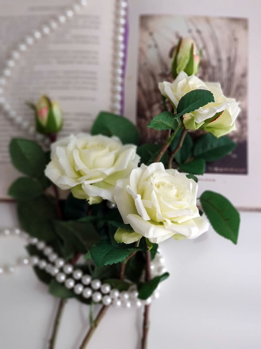 roses, pearls, book, flower, plant, flowering plant, leaf, plant part HD wallpaper