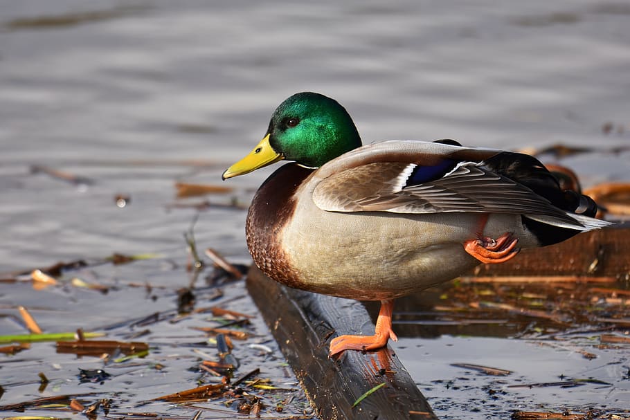 HD wallpaper: animal, lake, waterside, bird, wild birds, waterfowl ...