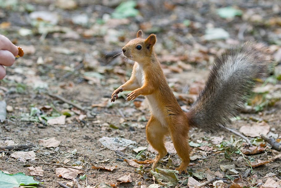 squirrel, rodent, hand, walnut, tail, land, autumn, furry, wild, HD wallpaper