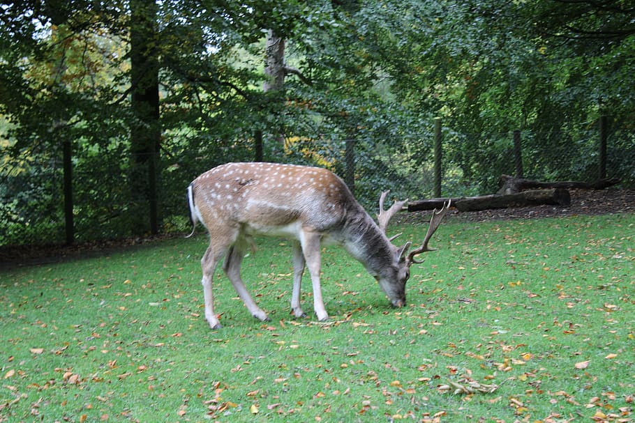 wild life, stag, forest, trees, plant, animal themes, animal wildlife HD wallpaper