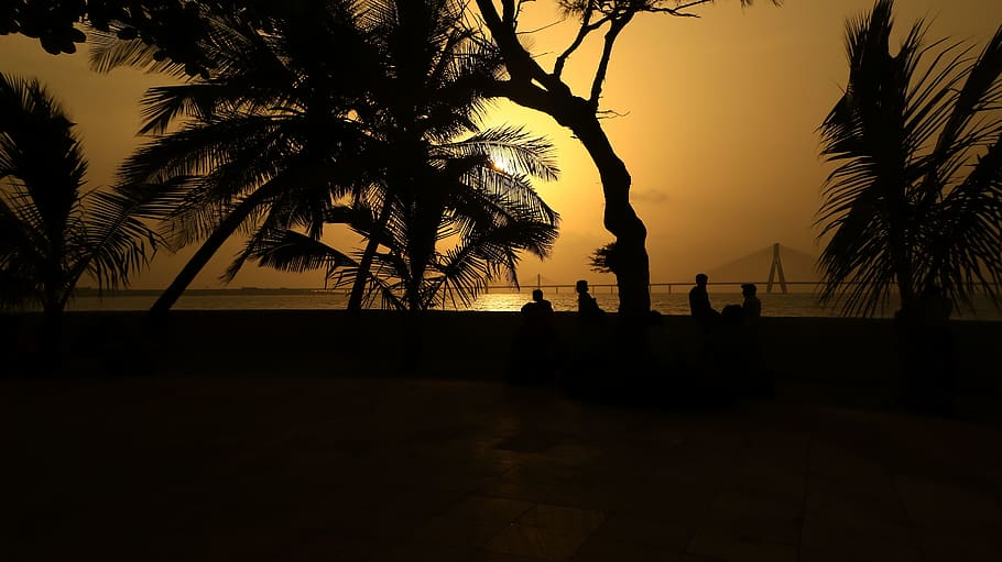 india, mumbai, shivaji park, trees, sunset, silhouette, tropical climate, HD wallpaper