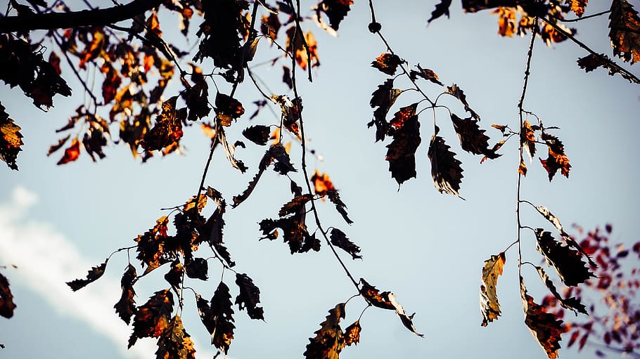 brown leaves on tree, leaf, plant, animal, bird, flock, silhouette HD wallpaper