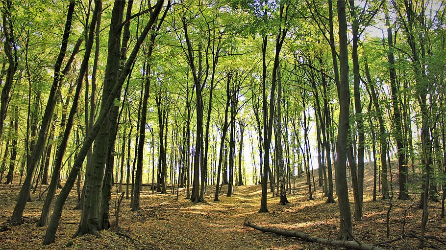 tall green trees, vegetation, plant, outdoors, nature, land, forest HD wallpaper