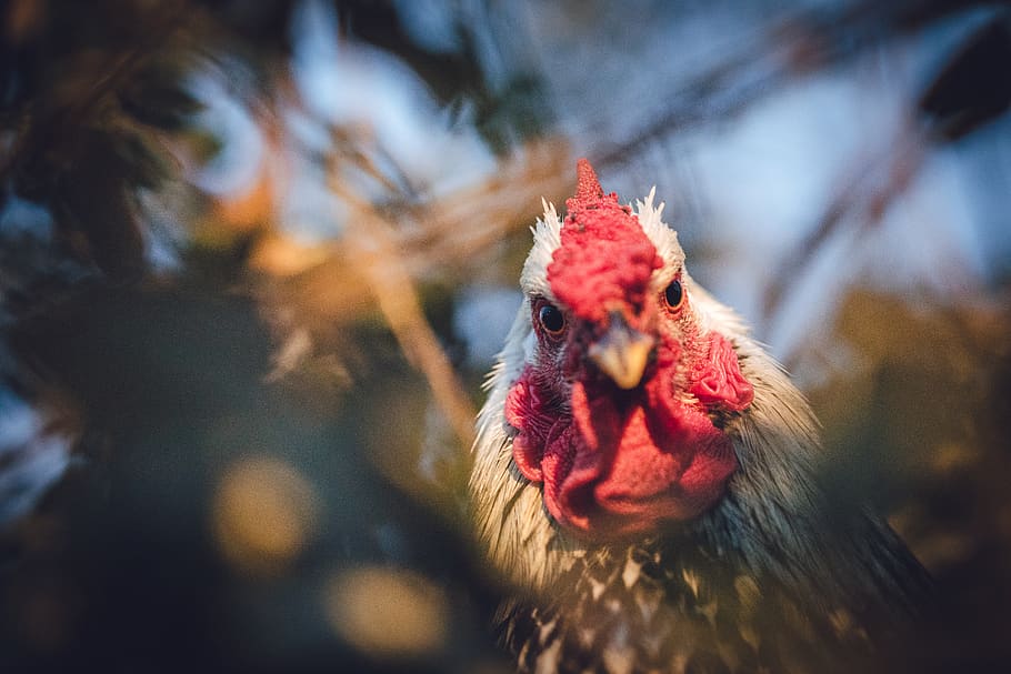 white and black rooster, animal themes, chicken - bird, livestock HD wallpaper