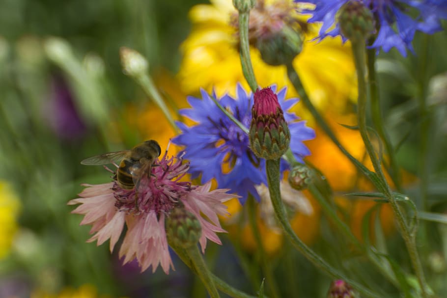flowers, bees, summer, spring, wild flowers, flowering plant HD wallpaper