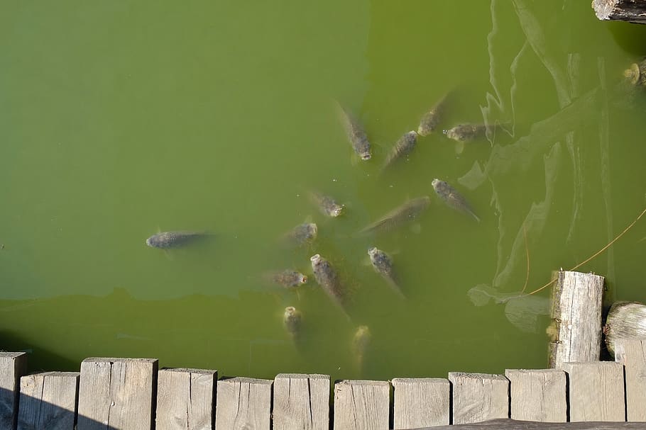 water, aquatic, animal, fish, carp, outdoors, wood, invertebrate HD wallpaper