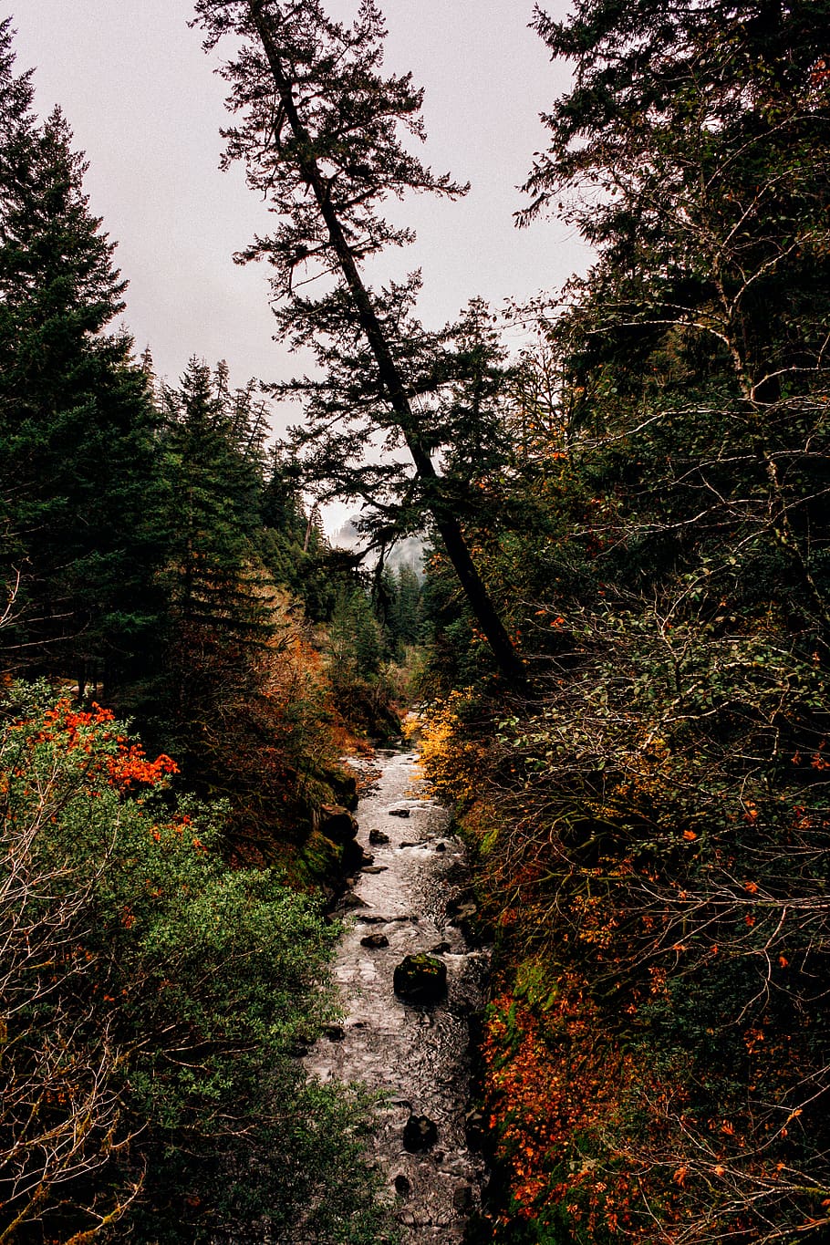 river surrounded by trees, plant, forest, beauty in nature, tranquility HD wallpaper
