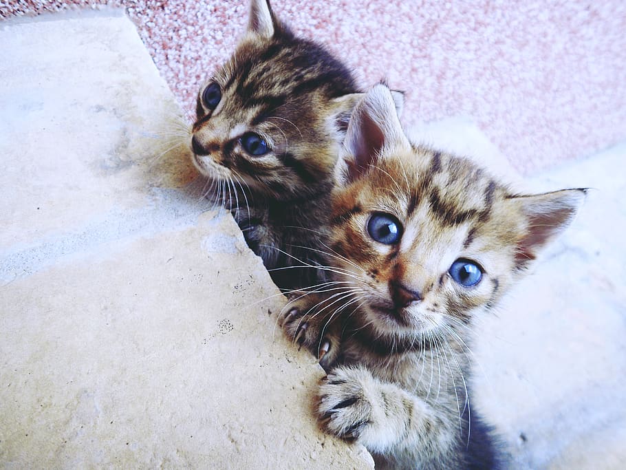 kittens, young, cat, mammal, feline, animal themes, pets, domestic HD wallpaper