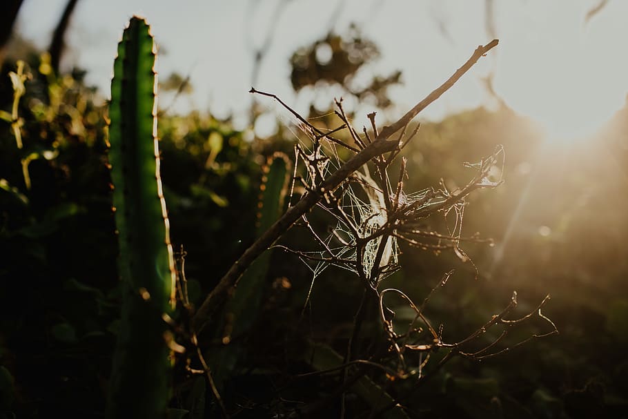 green cactus, plant, growth, focus on foreground, nature, close-up, HD wallpaper