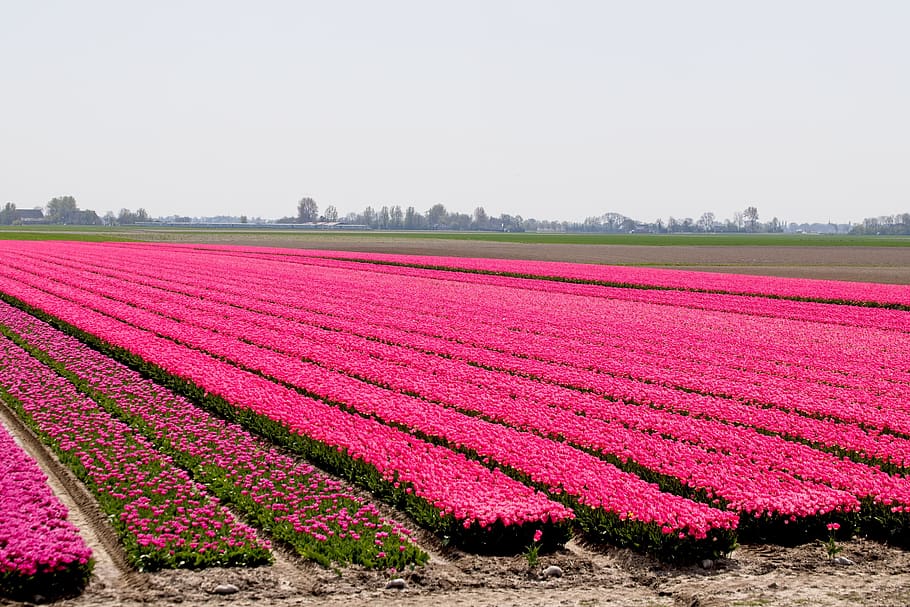 bulbs, bulb fields, tulips, colors, netherlands, holland, spring HD wallpaper