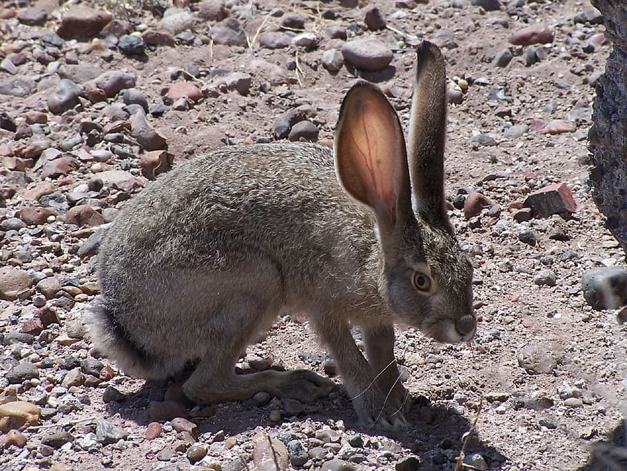 jack, jackrabbit, blacktail, animal, wild, nature, animal themes HD wallpaper