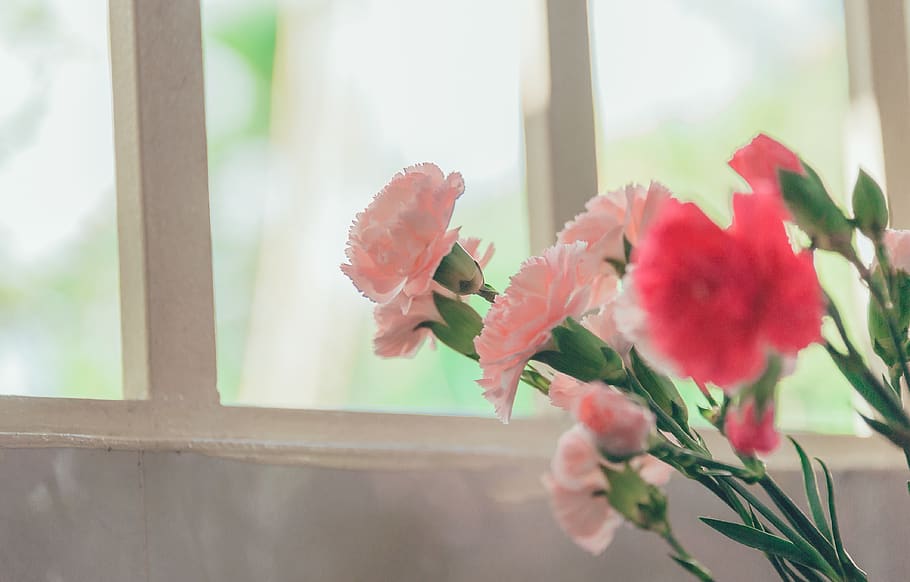Pink Petaled Flower Near Glass Window, beautiful, bloom, blooming HD wallpaper