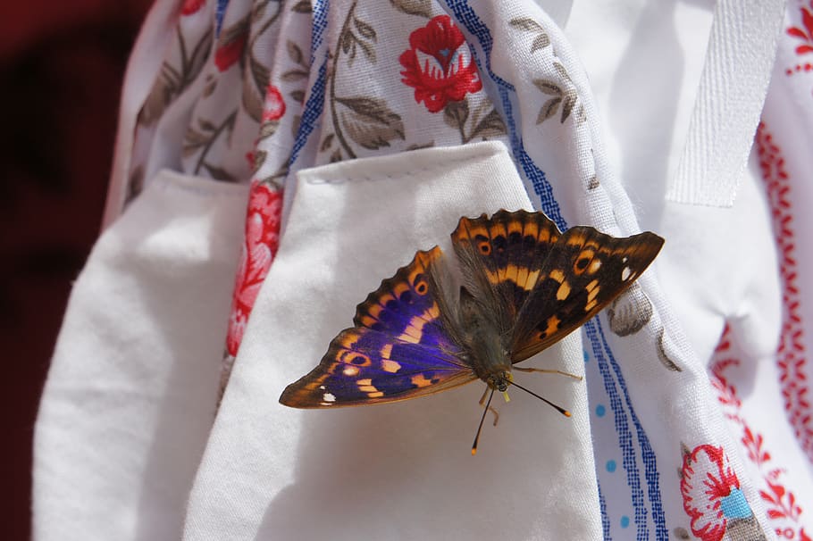 nature, butterfly, insects, animal, animal themes, close-up HD wallpaper
