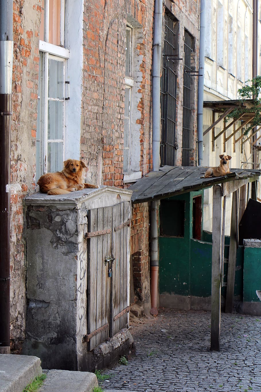 dog, architecture, landscape, mammal, animal themes, built structure HD wallpaper