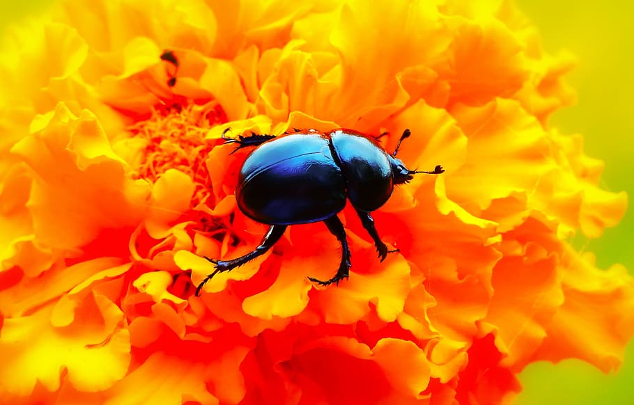 forest beetle, insect, flower, turkish, the beetles, animals HD wallpaper