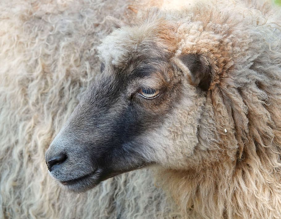 sheepshead, wool, close up, animal portrait, livestock, animal world HD wallpaper