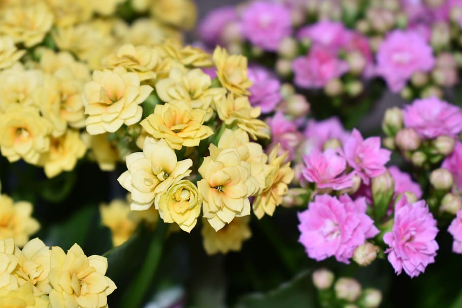 flowers, spring, nature, bloom, blossom, summer, pink, flora HD wallpaper