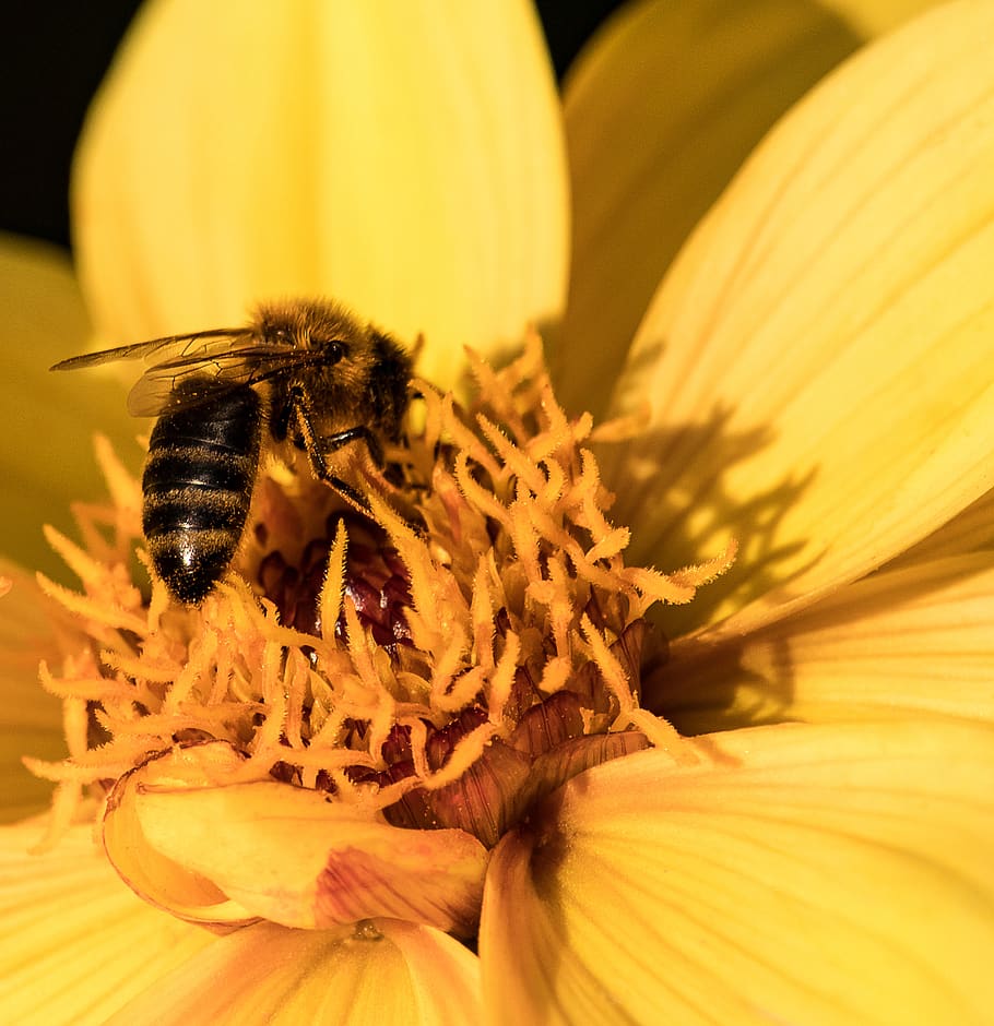 bee, animal, insect, flower, blossom, bloom, yellow nectar HD wallpaper