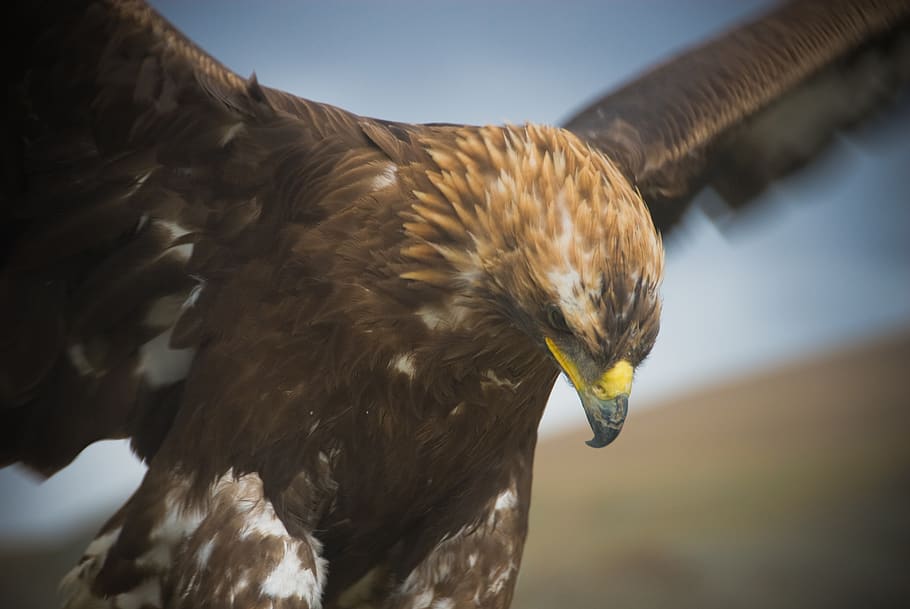 mongolia, eagle, wings, beak, feathers, hunting, bird, bird of prey HD wallpaper