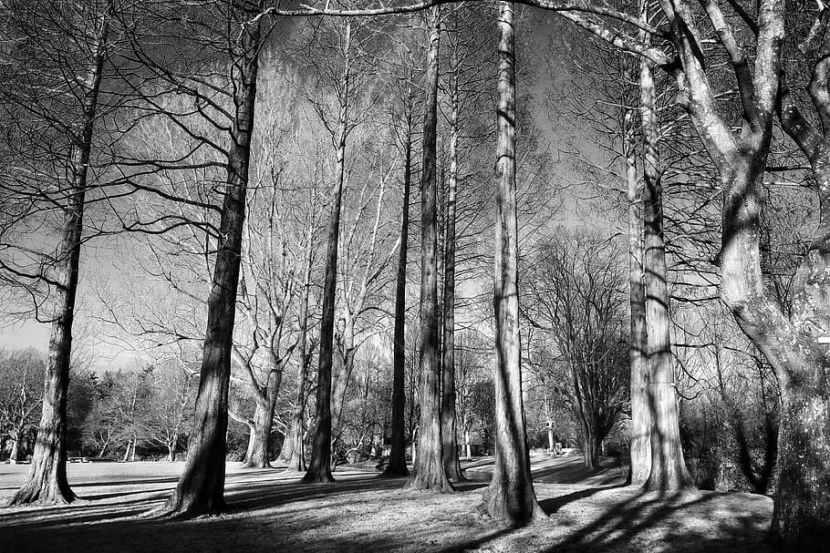 tree, pine tree, fir, conifer, grove, bare trees, winter trees HD wallpaper