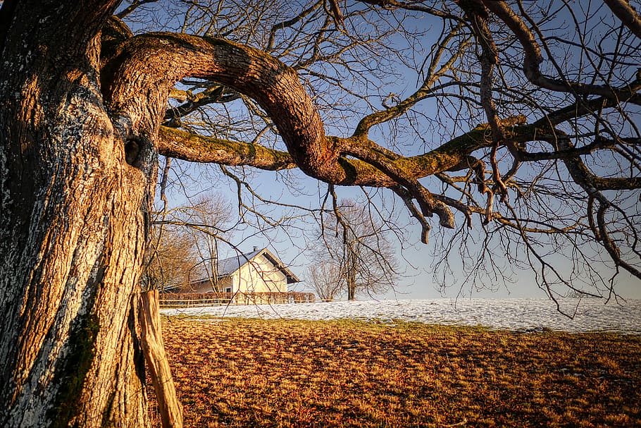 tree, arable, branch, landscape, nature, mood, meadow, snow HD wallpaper
