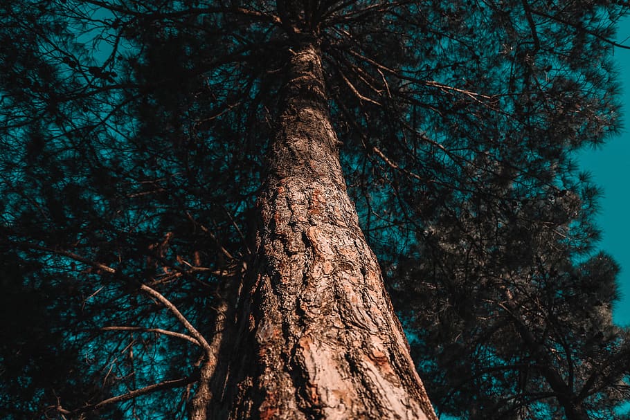 Low Angle Photo of Tree, colors, daylight, environment, fire HD wallpaper