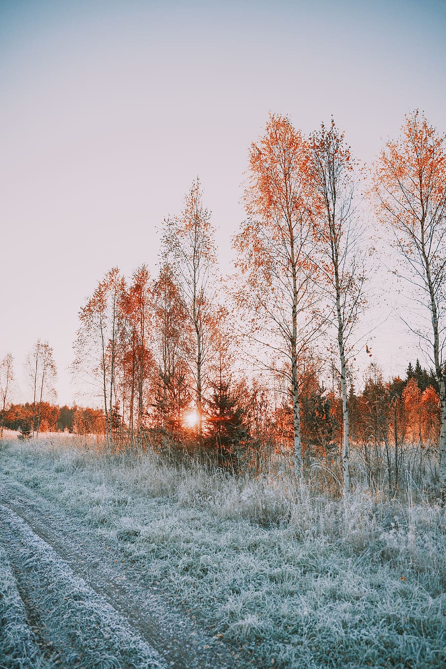trees during daytime, nature, outdoors, ice, frost, snow, plant HD wallpaper