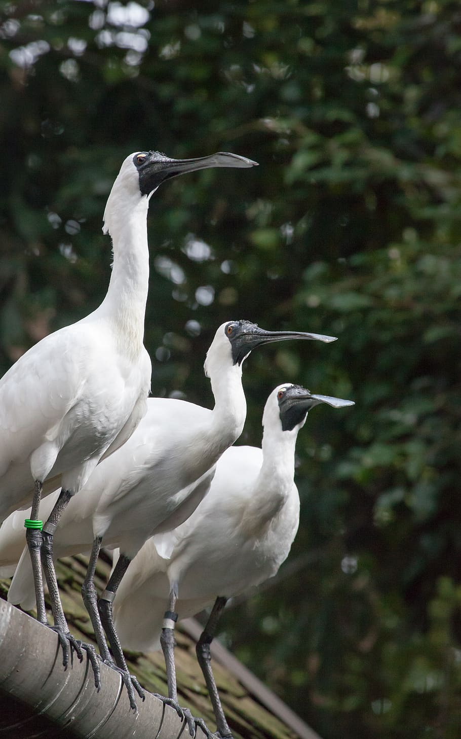 three white birds, animals in the wild, vertebrate, animal themes HD wallpaper