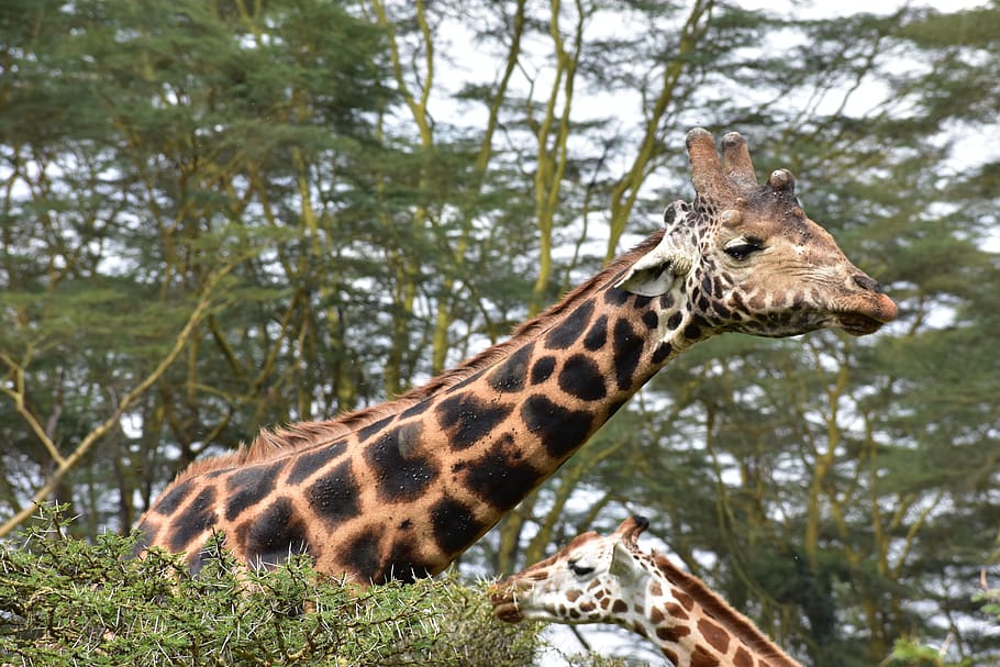 HD wallpaper: two brown giraffes between trees, wildlife, mammal, animal, lake  nakuru national park | Wallpaper Flare